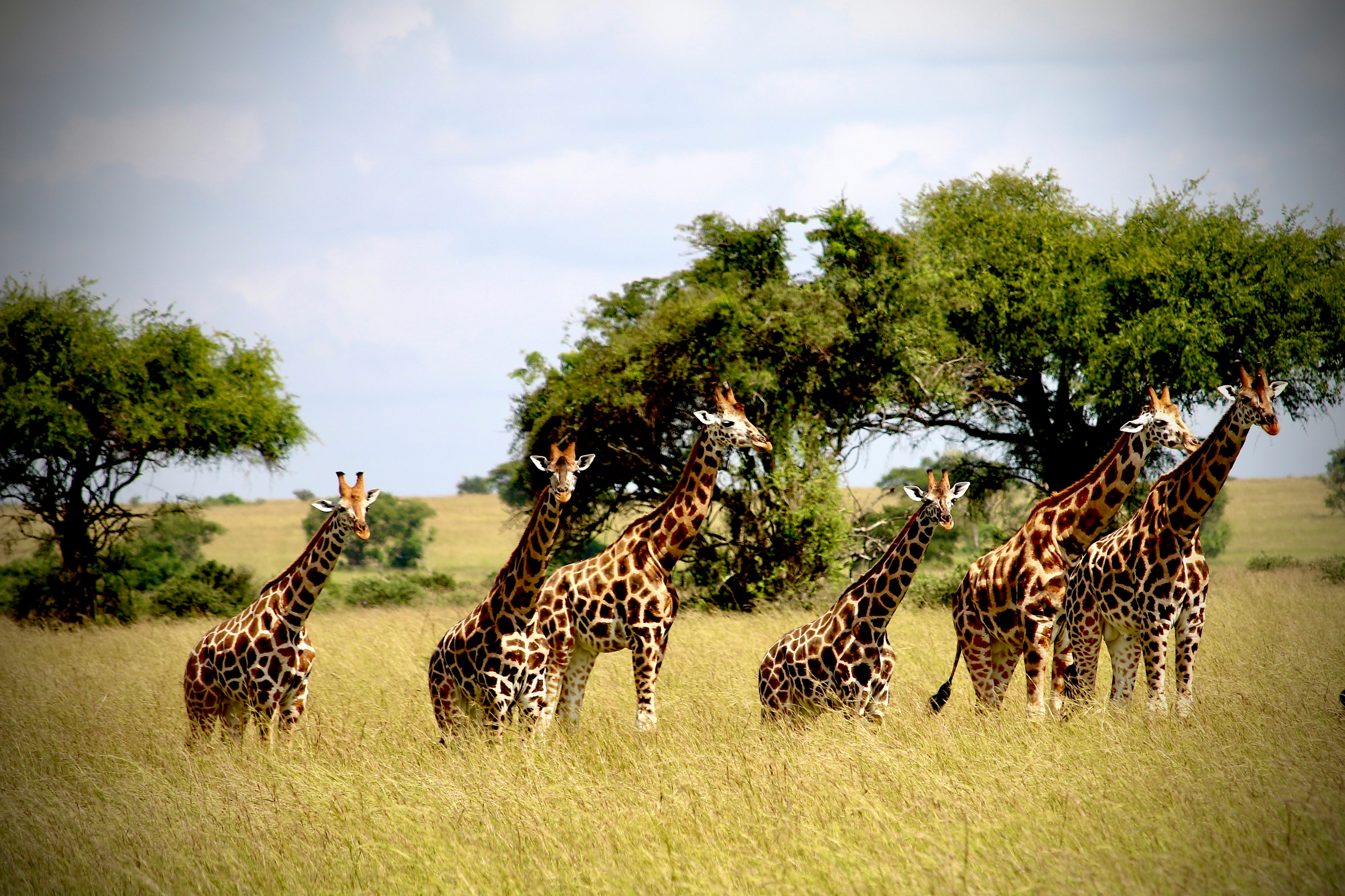 Safari